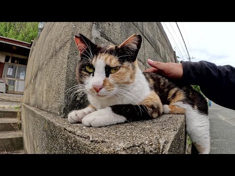 ボランティアさんの家の前でガードマンをつとめる猫達(YouTube)