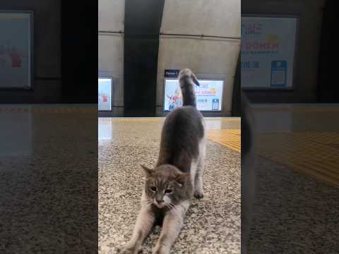 マジどこでも猫いる！イスタンブール地下鉄のホームにいた猫をナデナデしてきた(YouTube)