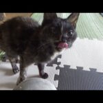 ちゃんとご飯を食べて力を付けよう(YouTube)