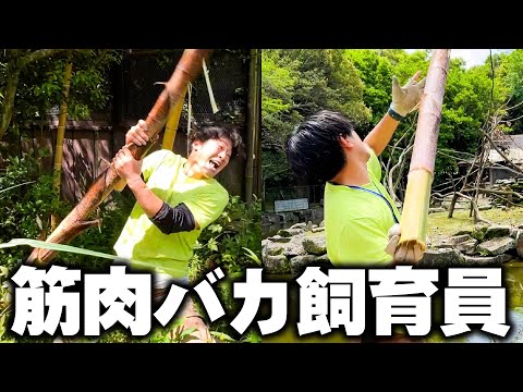 筋トレに取り憑かれた飼育員の仕事風景が、あまりにも力技すぎるww(YouTube)