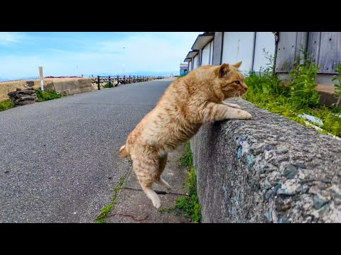 道路脇の石段に座ると道の反対側にいた猫が寄ってきて隣に座ってきた(YouTube)
