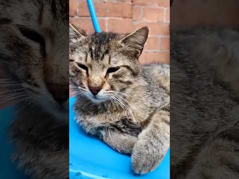オシャレなカフェの外の席は大体猫と相席(YouTube)
