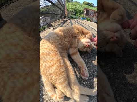 無防備すぎる茶トラ猫ちゃん #cat #ネコ #野良猫ちゃん(YouTube)