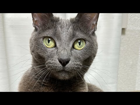 ハムちゃんだけの生配信（縦配信）(YouTube)