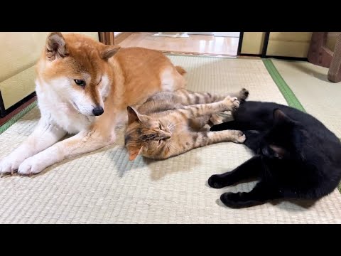 柴犬愛がすごい子ども猫にたくさん頭突きしてきても柴犬はこうなります(YouTube)