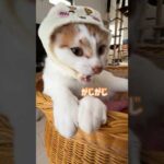 猫に被り物をつけるのは大変です… #shorts(YouTube)