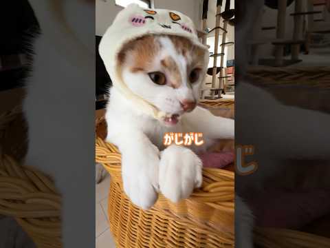 猫に被り物をつけるのは大変です… #shorts(YouTube)