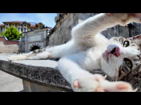 石のテーブルに寝転んで撫でられる甘えん坊な猫(YouTube)