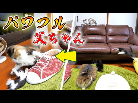 楽しそうな子猫達に混ざってみたけどやっぱりパワフル過ぎたボス猫父ちゃん🐈🐈【仲良し子猫姉妹の成長記録】(YouTube)