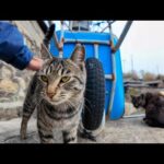 猫島の山の中腹の狭い路地で出会った猫たちを撫でる(YouTube)
