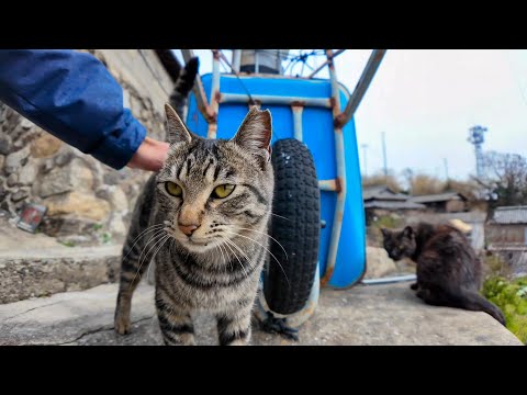 猫島の山の中腹の狭い路地で出会った猫たちを撫でる(YouTube)