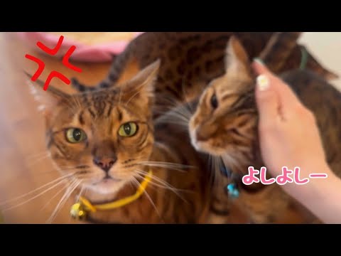 自分最優先じゃないとご機嫌ナナメのニャイコパス(YouTube)