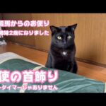 天使の首飾り  福島相馬からのお便り  4兄弟姉妹2歳になりました   2024 05 05 2(YouTube)