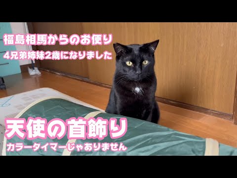 天使の首飾り  福島相馬からのお便り  4兄弟姉妹2歳になりました   2024 05 05 2(YouTube)