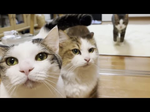 その猫、おやつになると狂暴につき(YouTube)