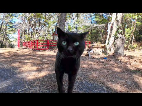 猫神社に行くと猫たちが出迎えてくれて楽しい(YouTube)