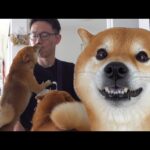 柴犬との再会に感動！その後に訪れたとびきりの場所。(YouTube)