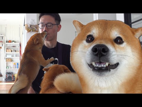 柴犬との再会に感動！その後に訪れたとびきりの場所。(YouTube)
