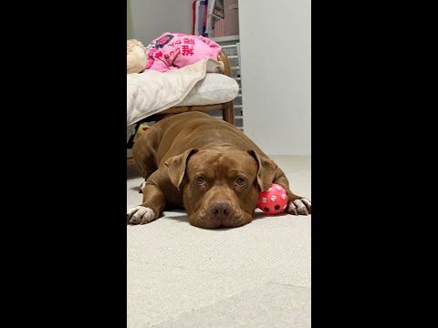 悲しいご報告です…(YouTube)