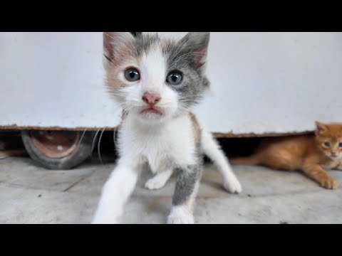 カメラに寄ってくる子猫がカワイイ(YouTube)