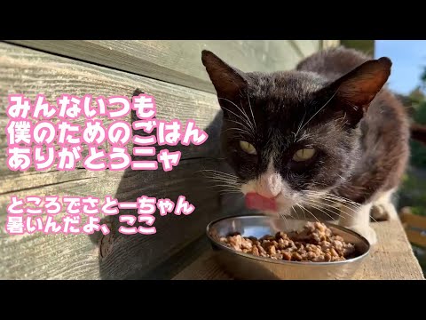 ファンのみんな僕のためのご飯いつもありがとう  と～ちゃんそろそろここ暑いよwww  2024 05 16 2(YouTube)