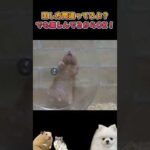 新しい遊び方見つけてるｗ【片手運転ハムスター】#ハムスター(YouTube)