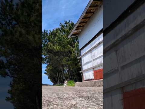 遠くから猫がこっちに歩いてきた(YouTube)