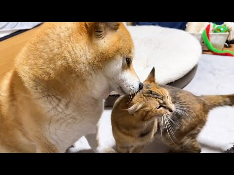 柴犬のしたいこと子ども猫のしたいことの攻防が可愛すぎました(YouTube)