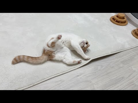 猫に助けを呼ばれたので駆けつけたら爪がひっかかってこうなってました…(YouTube)