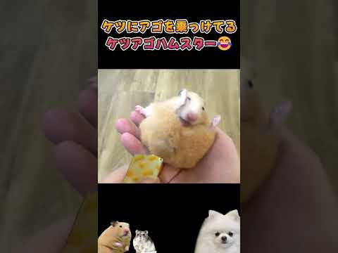 ハムチュールの破壊力 強すぎｗ【ハムスター】 #ハムスター(YouTube)