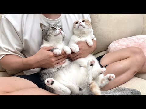 術後に退院して帰ってきたら猫たちの甘えんぼが大爆発してこうなっちゃいました…(YouTube)