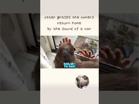 Otter grasps the owner’s return home by the sound of a car(YouTube)