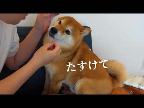 パパ助けて！柴犬兄が妹を怖がり意外な一コマに。(YouTube)