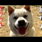 紀州犬キッシュの事でお伝えしたい事があります(YouTube)
