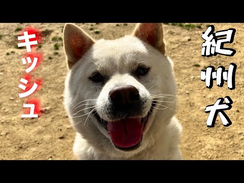 紀州犬キッシュの事でお伝えしたい事があります(YouTube)