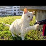 凶暴なクリーム猫の兄弟をモフろうとしたら攻撃された(YouTube)
