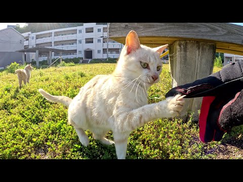 凶暴なクリーム猫の兄弟をモフろうとしたら攻撃された(YouTube)