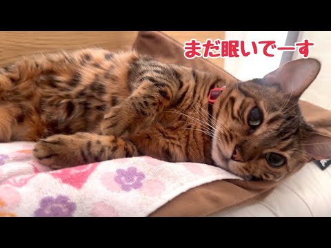 今朝はお寝坊したい気分のベル様(YouTube)
