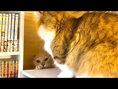 殴り合いのケンカでほとんどが空振りしている猫(YouTube)