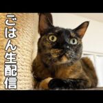 猫たちの夜ごっはーん生配信！お知らせもあるよ！(YouTube)