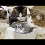 新入りの給水器をみんなで囲んで可愛がる猫(YouTube)