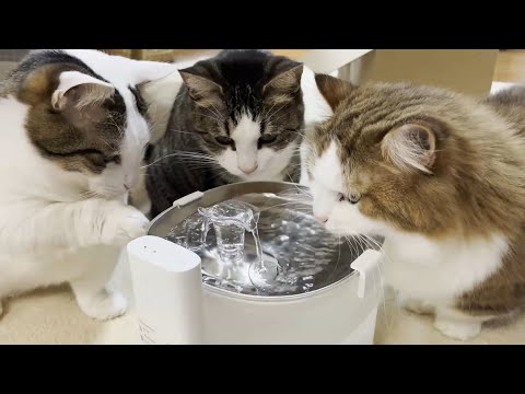 新入りの給水器をみんなで囲んで可愛がる猫(YouTube)