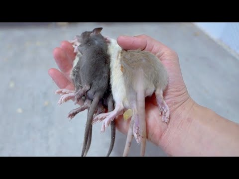 蛇に食べさせるネズミはこうやって締めるのじゃ(YouTube)
