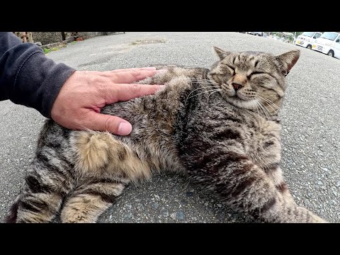 猫島の道端でゴロンとお昼寝する猫達を順番にモフる(YouTube)
