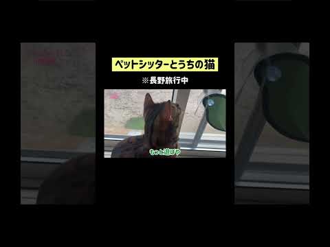 大人気ペットシッター🐾#shorts(YouTube)