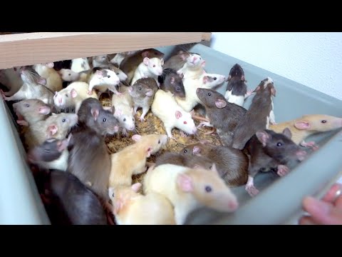ラットたちを全滅させかねない時期に差し掛かってきてしまいました(YouTube)