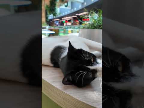 イスタンブールのショッピングモールのフードコートは猫カフェ!?(YouTube)