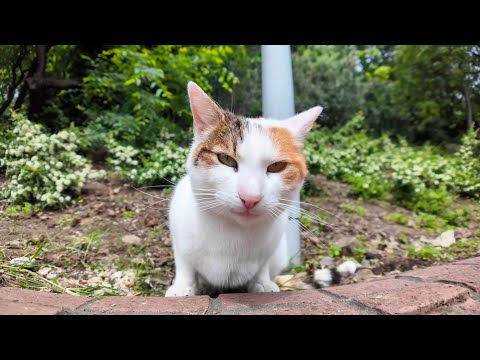 「ワン」って君犬に育てられた猫だよね?(YouTube)