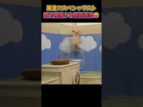 ハム「脱走出来なくなってるやん！怒」 #ハムスター(YouTube)