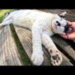 ブチ猫が黒い肉球を放り出してベンチでお昼寝する(YouTube)